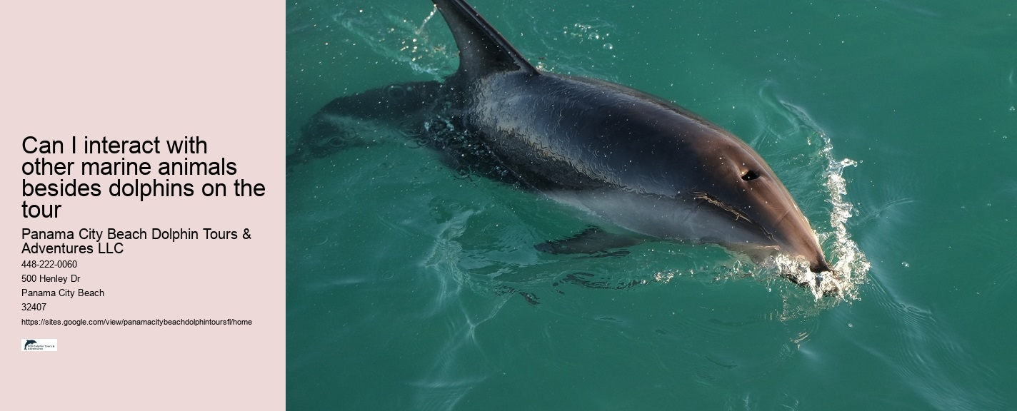 Dolphin And Snorkeling Tours Panama City Beach Fl