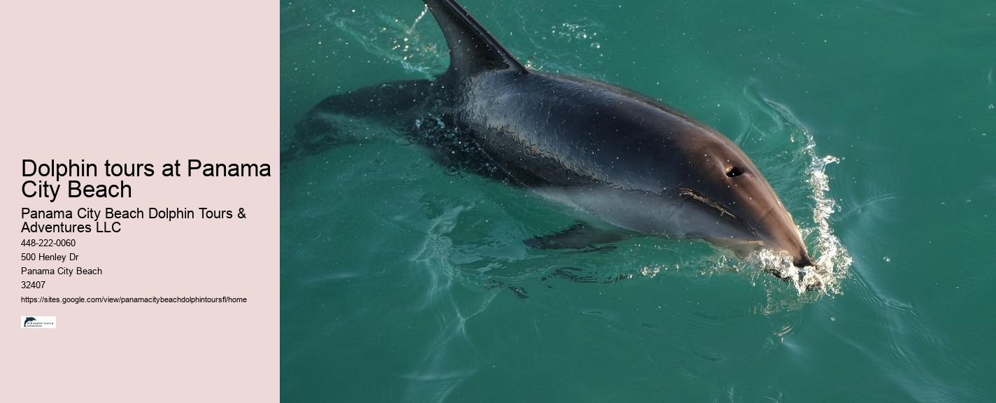 Dolphin tours in Panama City Beach