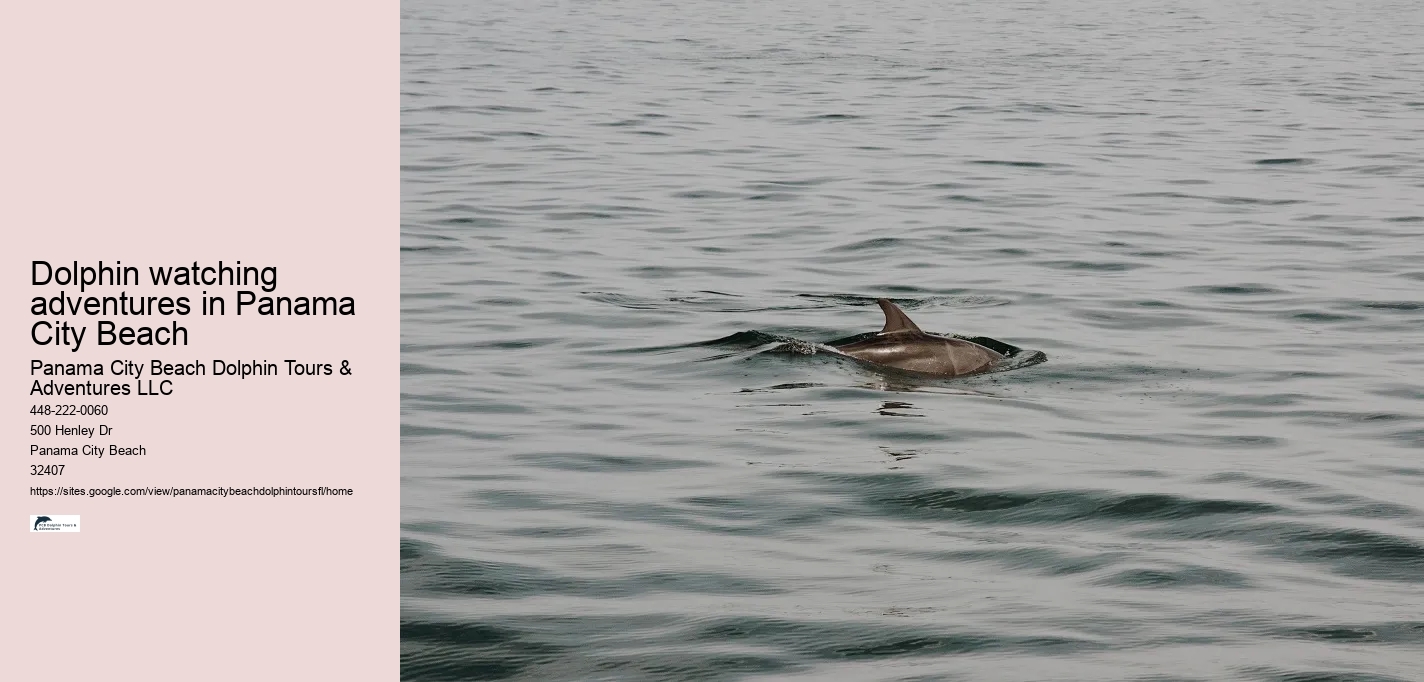 Dolphin watching adventures in Panama City Beach