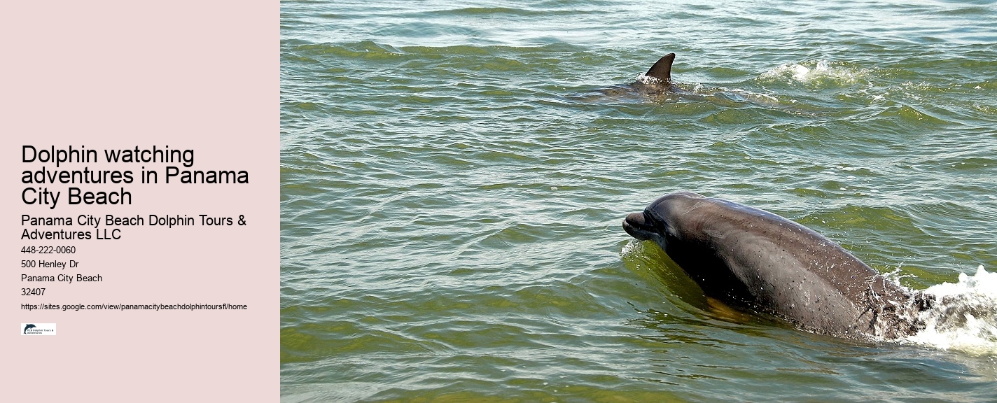 Dolphin Cruise