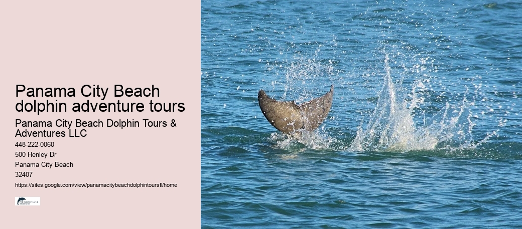 Panama City Beach dolphin adventure tours