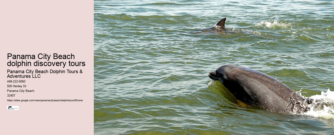 Dolphin Tours In Panama City Beach Florida